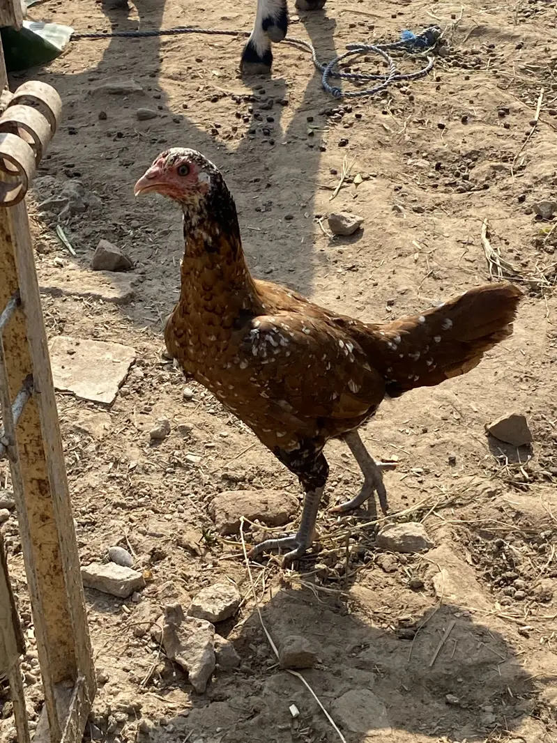 thai aseel murgi — photo 2