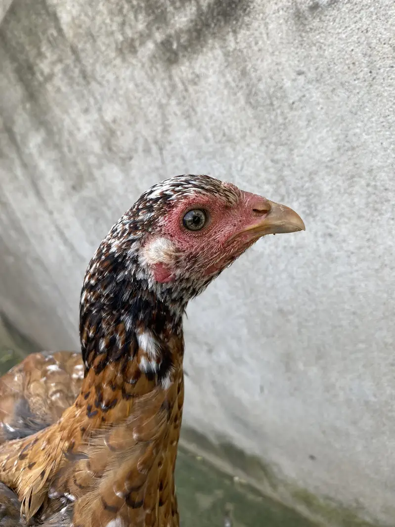 thai aseel murgi — photo 4