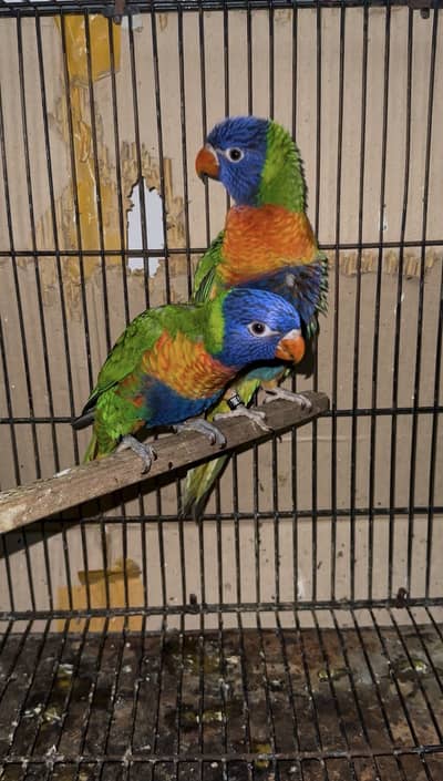 Lories |  Sun conure | pineapple conure read full ad