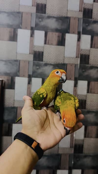 Sun conure | pineapple conure read full ad