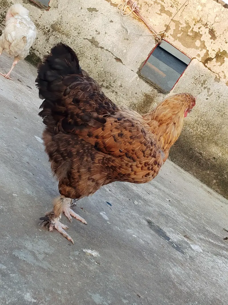 buff female exchange possible — photo 2
