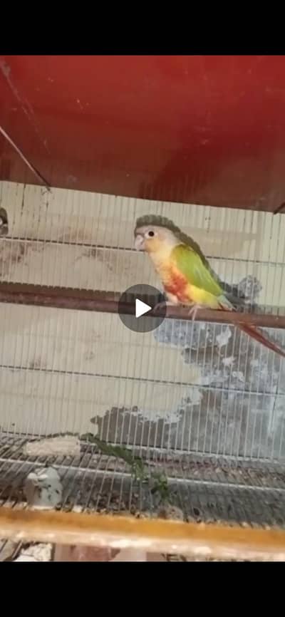pineapple conure mall age 8 month
