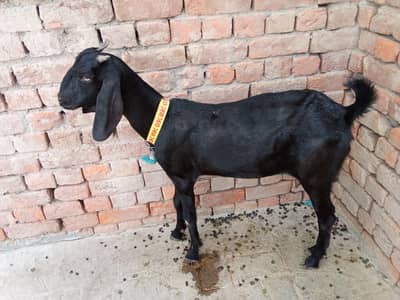 Goat  For Sale