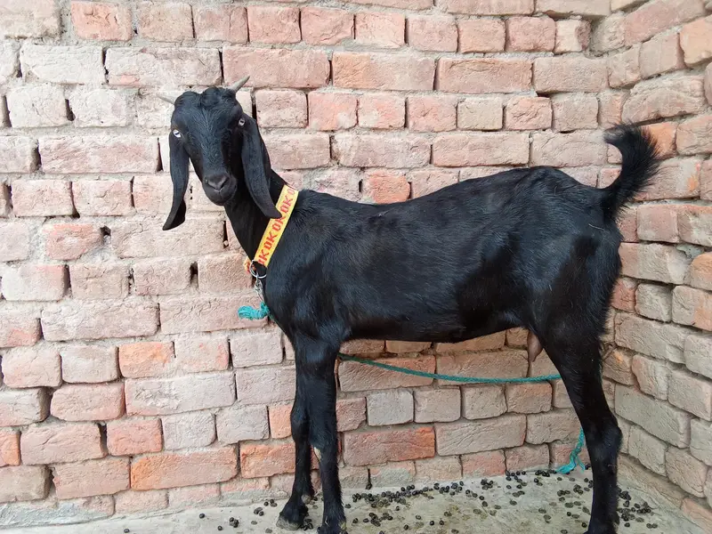 Goat  For Sale — photo 2