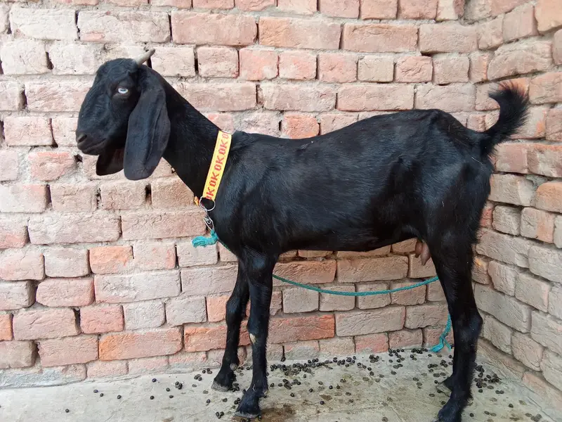 Goat  For Sale — photo 3