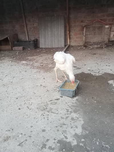 hira white breeder female