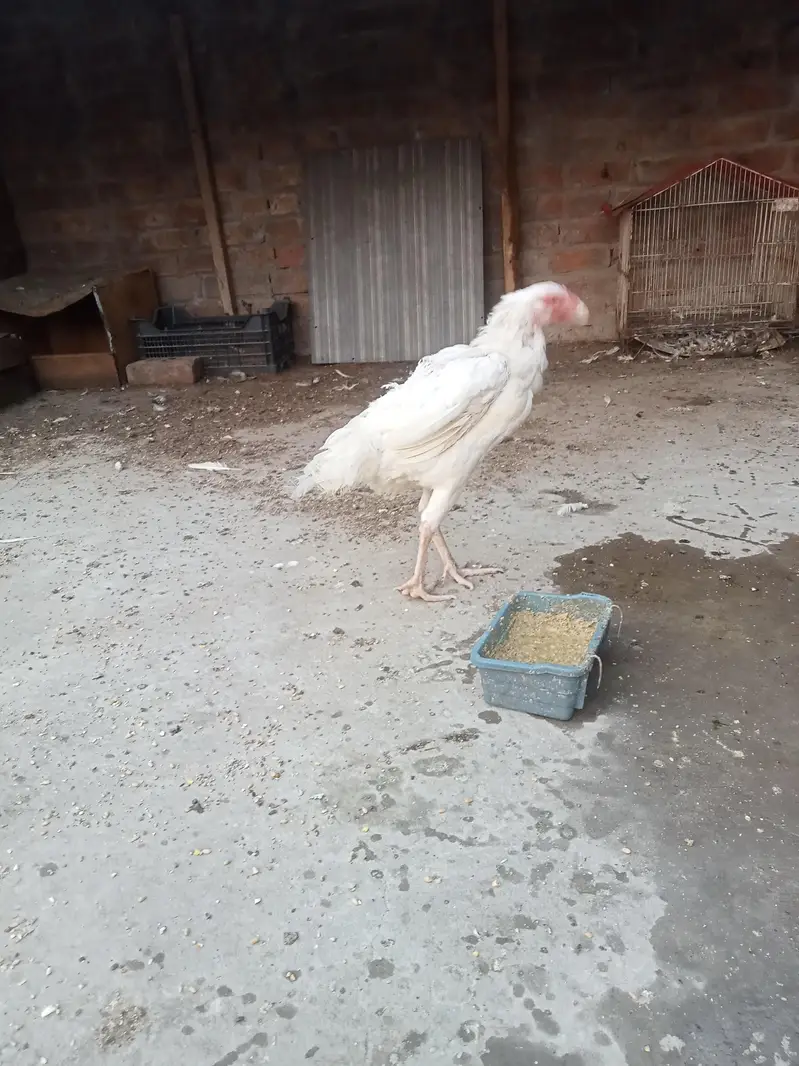 hira white breeder female — photo 2