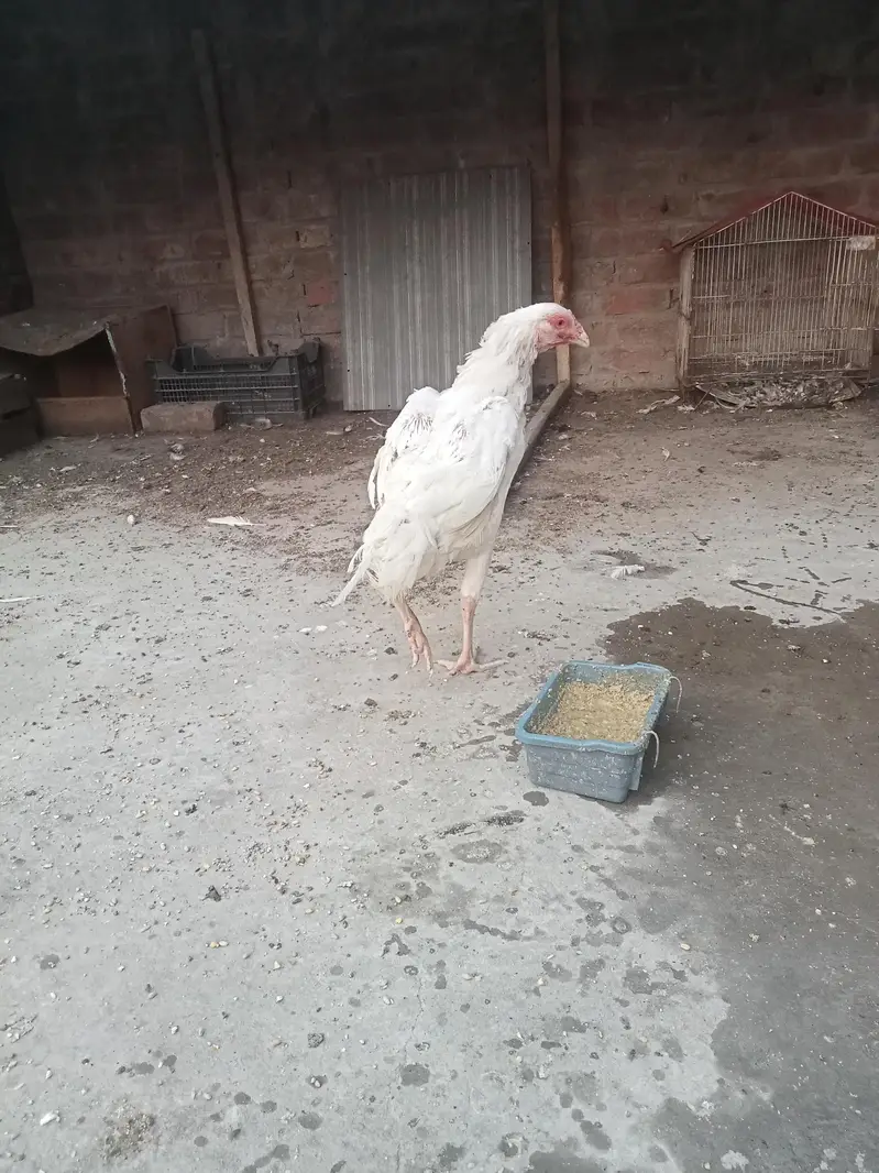 hira white breeder female — photo 3