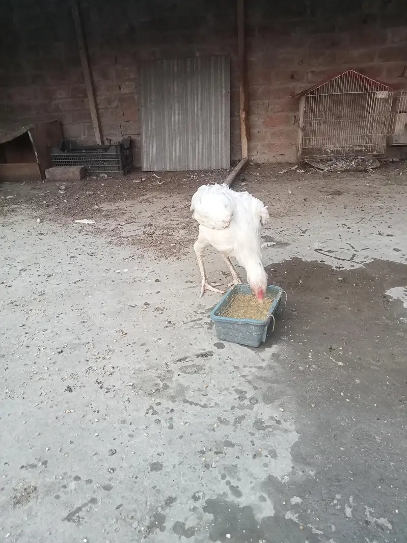 hira white breeder female — photo 4