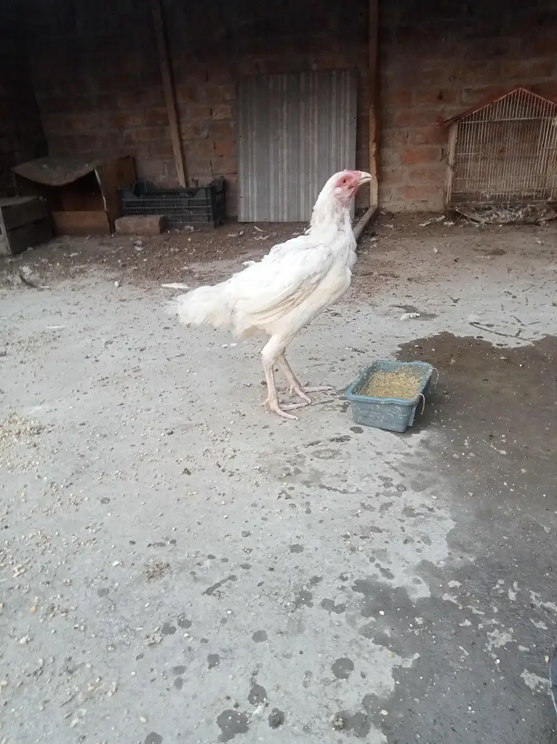hira white breeder female — photo 5