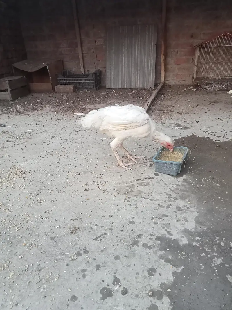 hira white breeder female — photo 6
