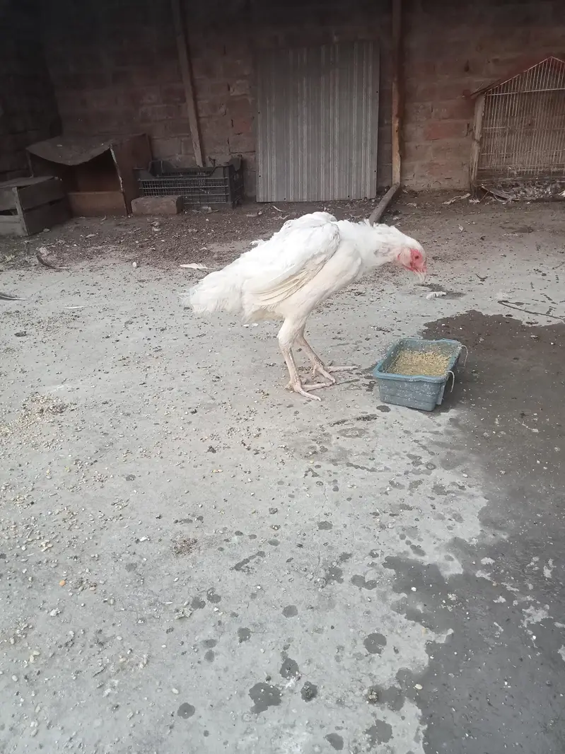 hira white breeder female — photo 7