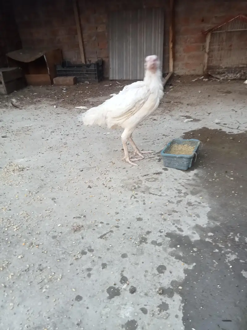 hira white breeder female — photo 8