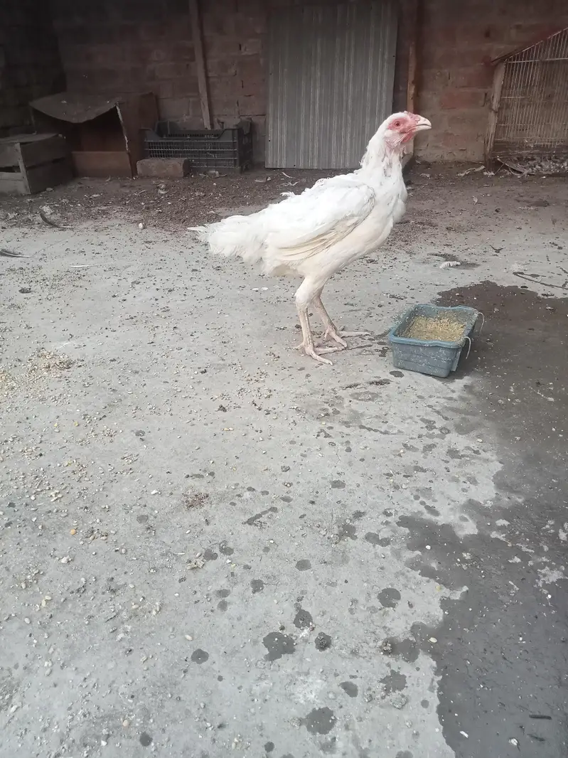 hira white breeder female — photo 9