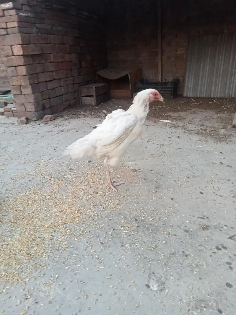 hira white breeder female — photo 10