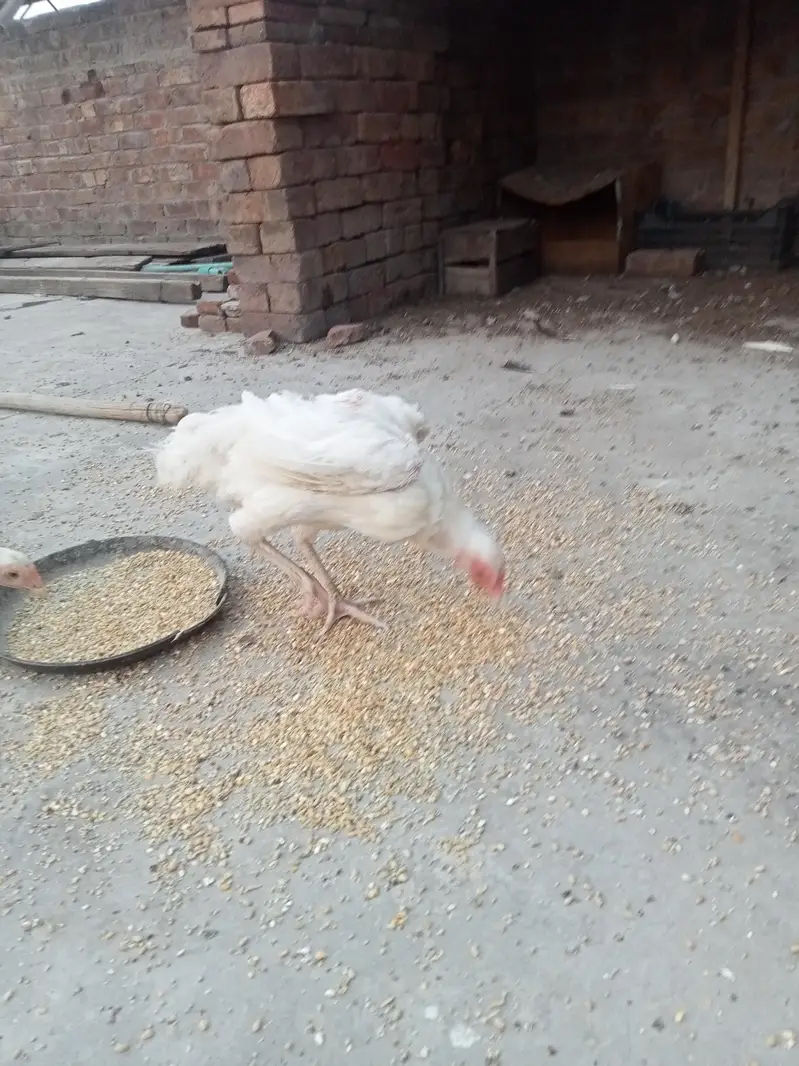 hira white breeder female — photo 11