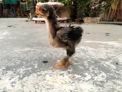 4 Cochin Bantam Cross Chiks