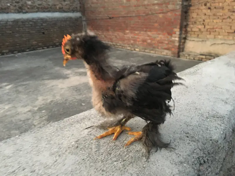 4 Cochin Bantam Cross Chiks — photo 2