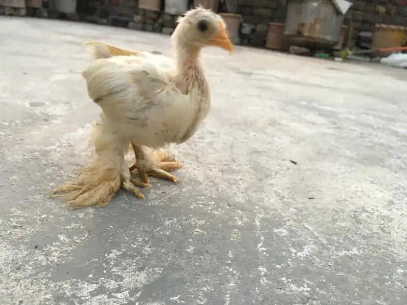 4 Cochin Bantam Cross Chiks — photo 3