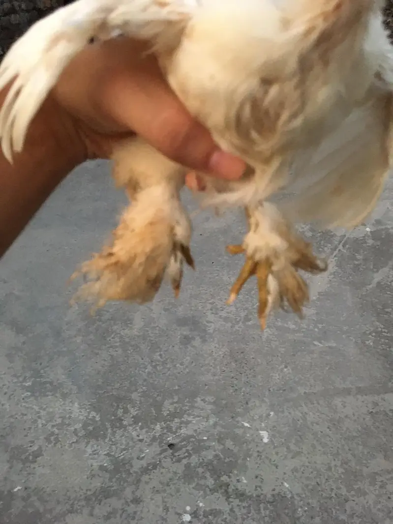 4 Cochin Bantam Cross Chiks — photo 4