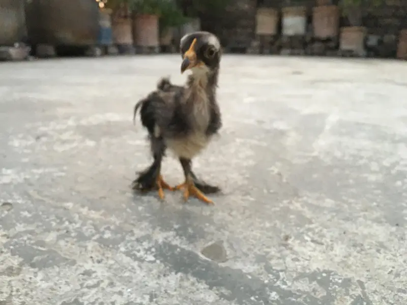4 Cochin Bantam Cross Chiks — photo 5