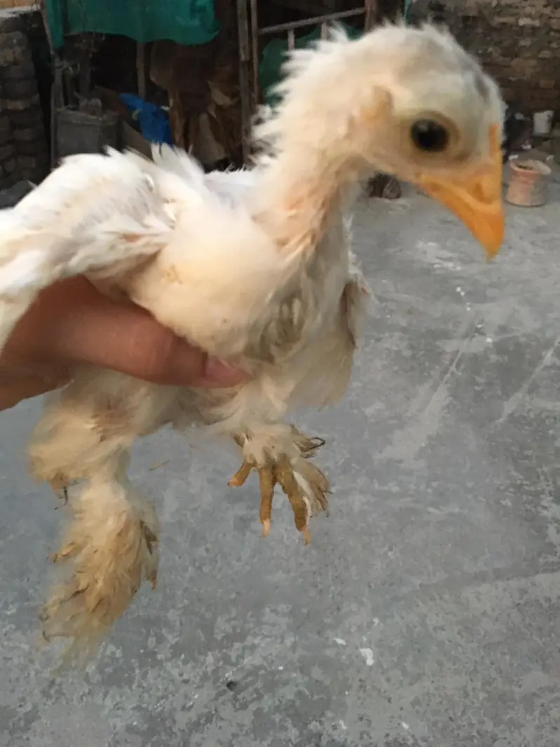 4 Cochin Bantam Cross Chiks — photo 6