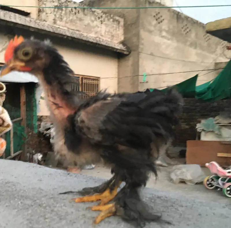 4 Cochin Bantam Cross Chiks — photo 7