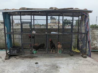 بڑا مرغیوں کا پنجرہ 2 اصیل مرغوں اور 4 مرغیوں سمیت فروخت کے لیے