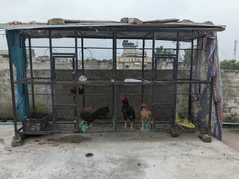 بڑا مرغیوں کا پنجرہ 2 اصیل مرغوں اور 4 مرغیوں سمیت فروخت کے لیے 0