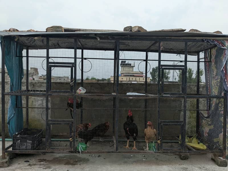 بڑا مرغیوں کا پنجرہ 2 اصیل مرغوں اور 4 مرغیوں سمیت فروخت کے لیے 1