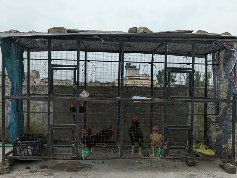 بڑا مرغیوں کا پنجرہ 2 اصیل مرغوں اور 4 مرغیوں سمیت فروخت کے لیے — photo 2