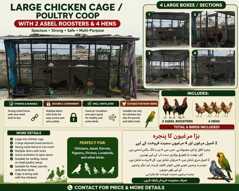 بڑا مرغیوں کا پنجرہ 2 اصیل مرغوں اور 4 مرغیوں سمیت فروخت کے لیے 2