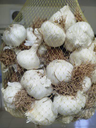 Organic white garlic
