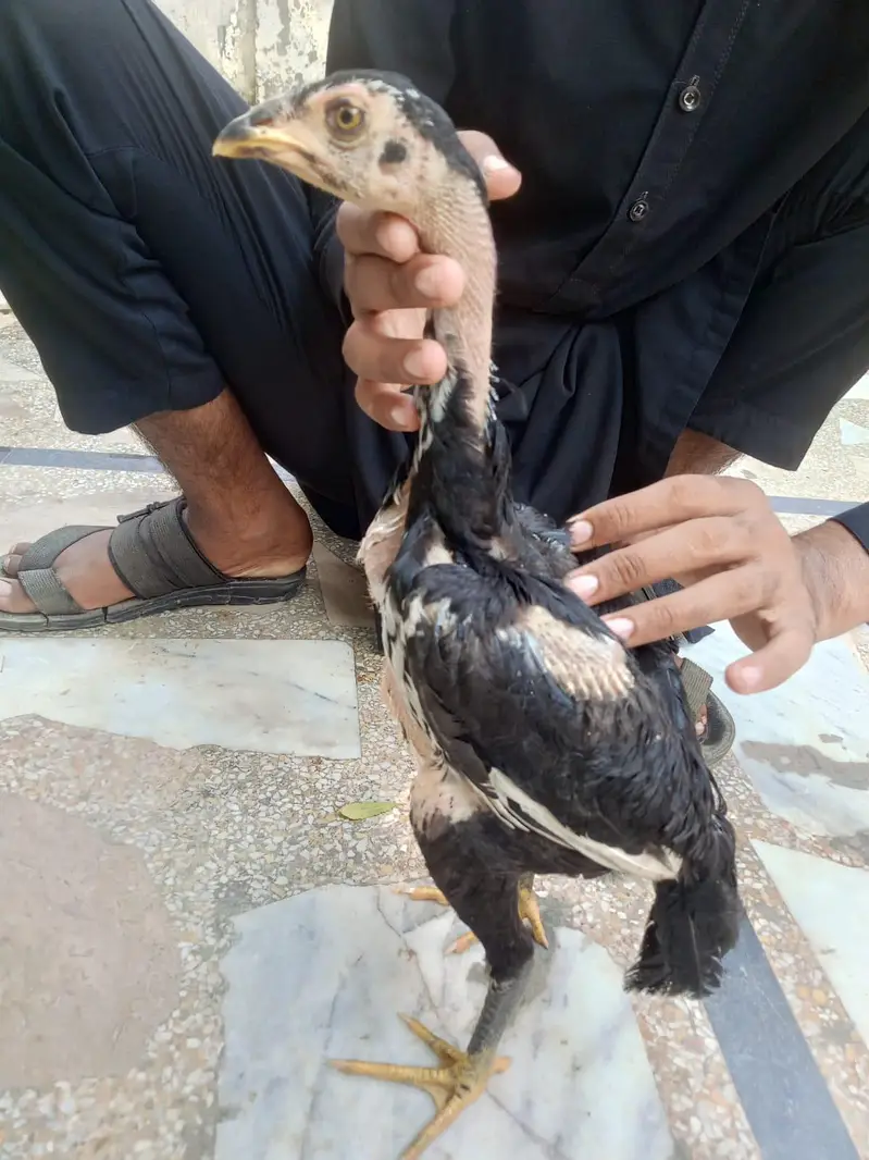 aseel pathiya patha sale urgent — photo 2