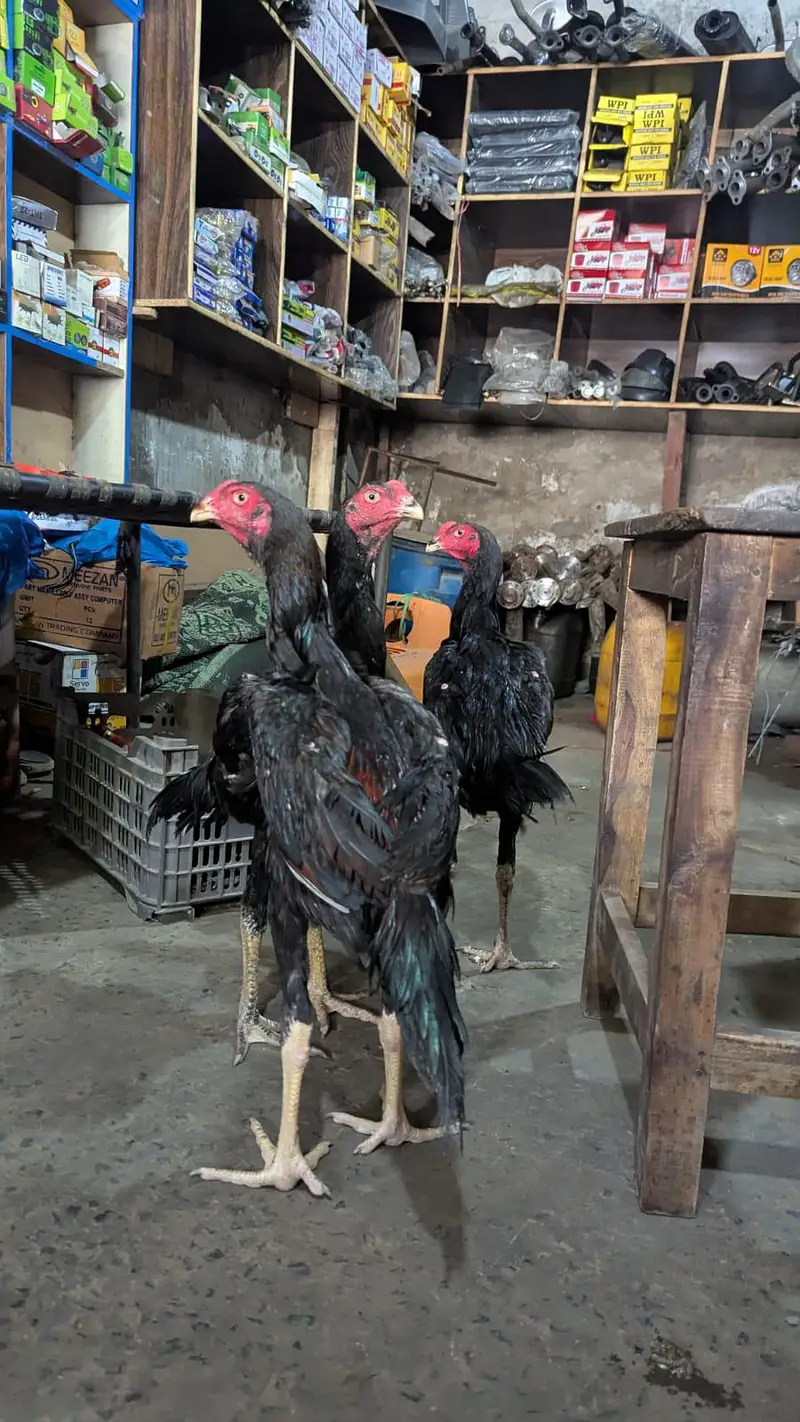 aseel pathiya patha sale urgent — photo 3
