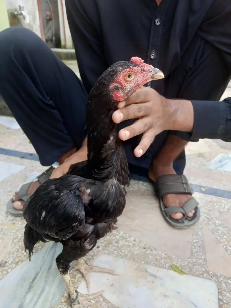 aseel pathiya patha sale urgent — photo 4