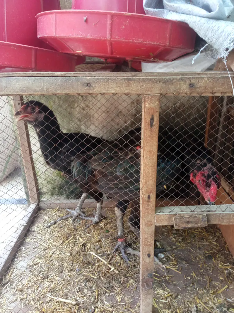 aseel pathiya patha sale urgent — photo 6