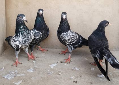 Teddy Pigeons