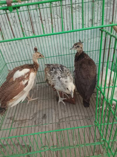 offer offer 4 Blak shoulder peacock only 20k