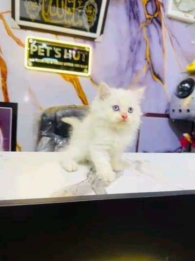 Persian cat for sale male or femalemy WhatsApp33/73/76/39/17