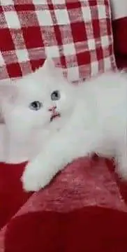Persian cat for sale male or femalemy WhatsApp33/73/76/39/17 — photo 2