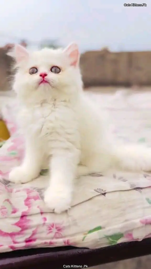 Persian cat for sale male or femalemy WhatsApp33/73/76/39/17 — photo 5