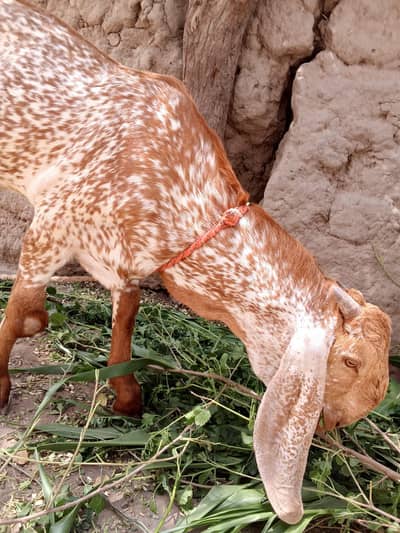 desi Bakra for Sale Mashallah Call 03242700765