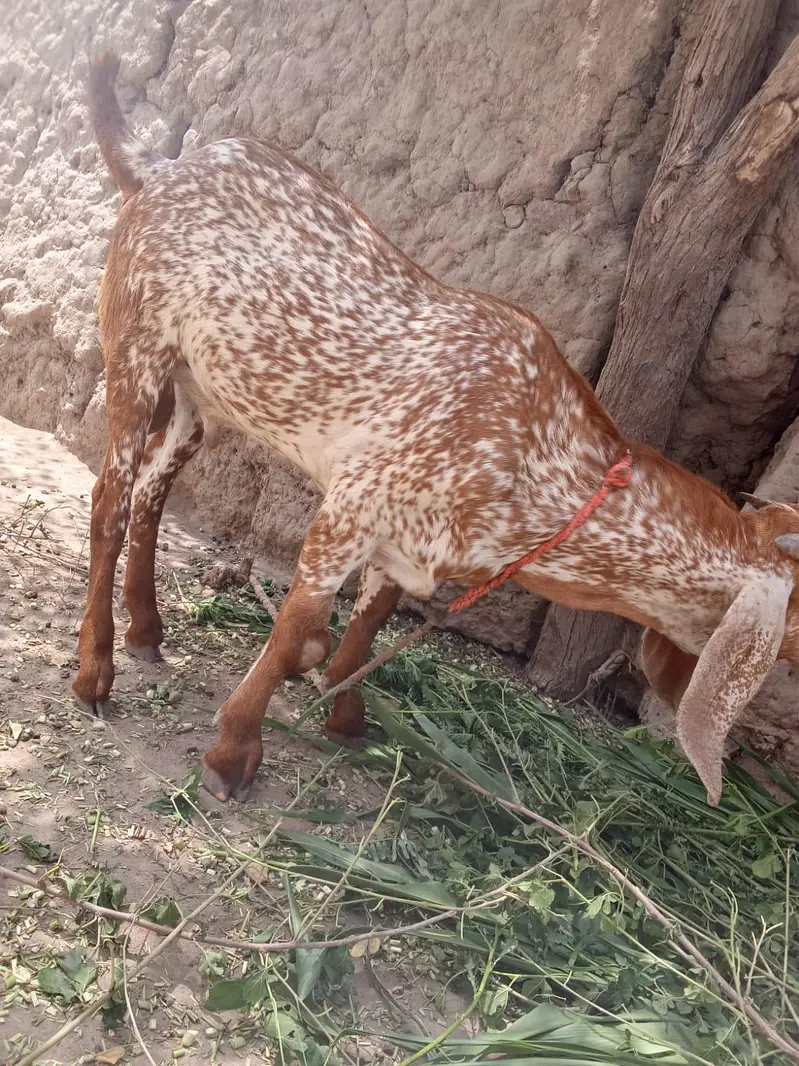 desi Bakra for Sale Mashallah Call 03242700765 — photo 2