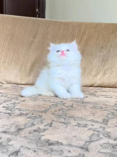 Persian kitten triple cot. for. . sale my WhatsApp03490273783