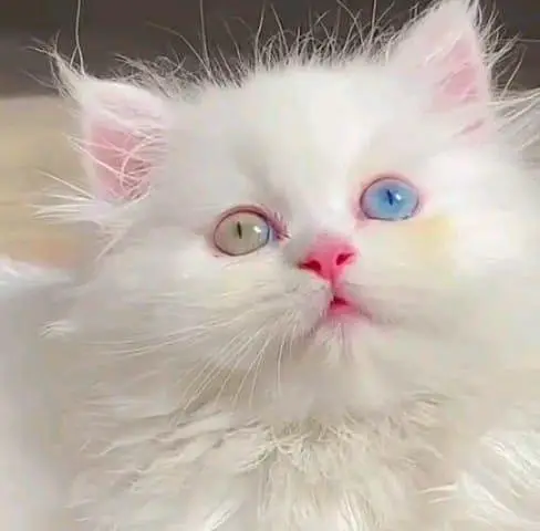 Persian cat for sale male or femalemy WhatsApp33/73/76/39/17 — photo 2