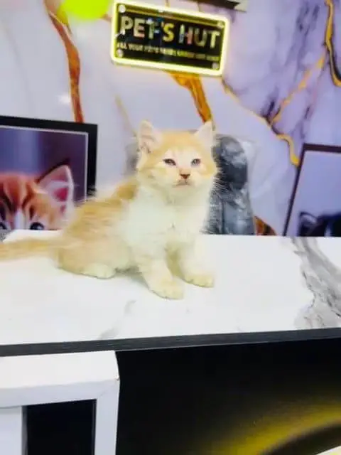 Persian cat for sale male or femalemy WhatsApp33/73/76/39/17 — photo 4