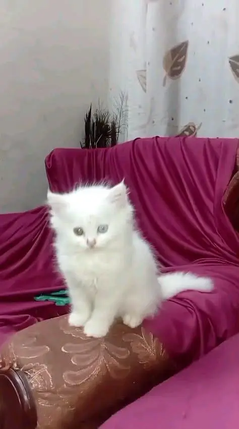 Persian cat for sale male or femalemy WhatsApp33/73/76/39/17 — photo 7