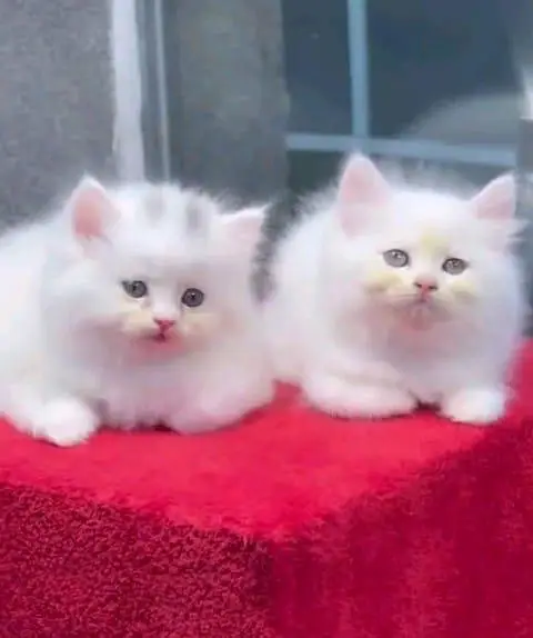 Persian cat for sale male or femalemy WhatsApp33/73/76/39/17 — photo 8