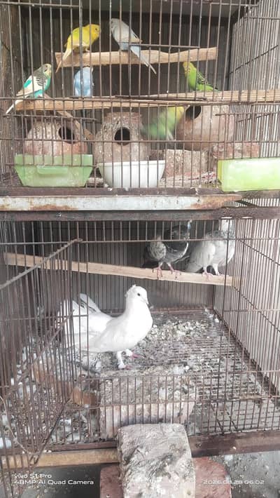 parrots pigeon pinjrah mukmil set for sail